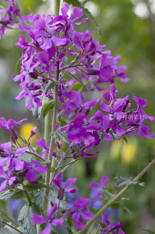 诚实(Lunaria annua)